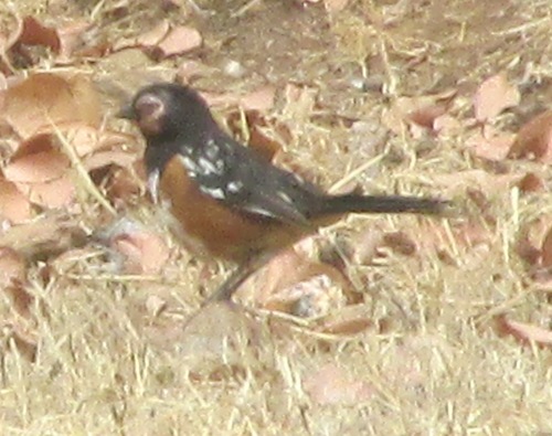 San Clemente Spotted Towhee