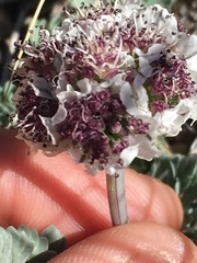Vesper purpurascens