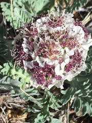 Vesper purpurascens