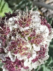 Vesper purpurascens