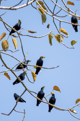 Golden-crested Myna (Ampeliceps coronatus), photo 1