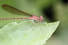Argia sedula