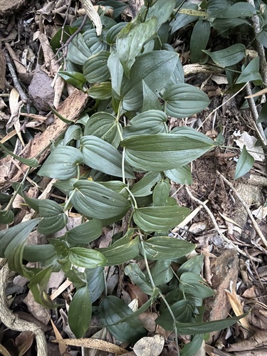 kreysigia (Tripladenia cunninghamii)
