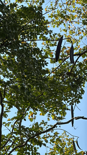 Oroxylum indicum (Oroxylum indicum)