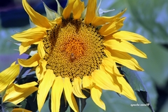 Helianthus annuus