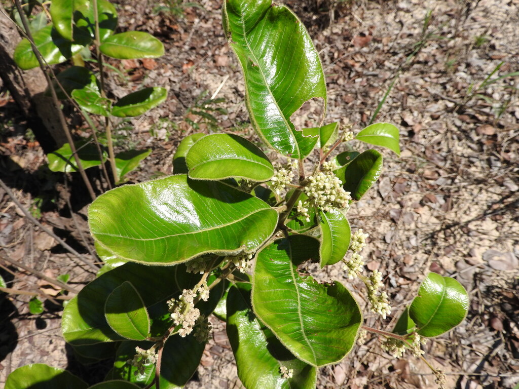 Ozoroa nitida
