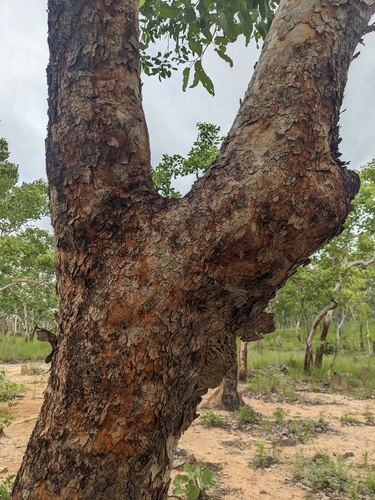 Corymbia latifolia observed 2026-01-31