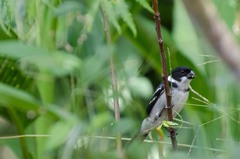Sporophila americana