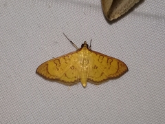 Prenesta scyllalis