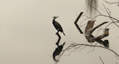 Phalacrocorax carbo