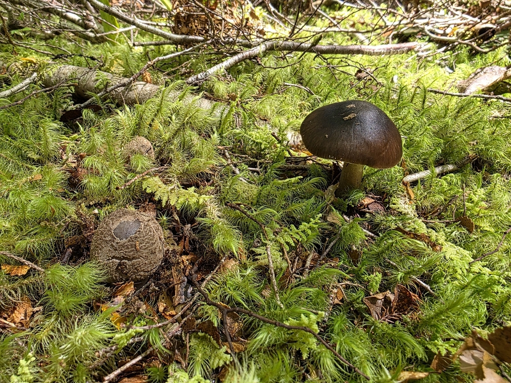 Amanita nothofagi · January 2026 · photo: © nicnation (iNaturalist, cc-by)