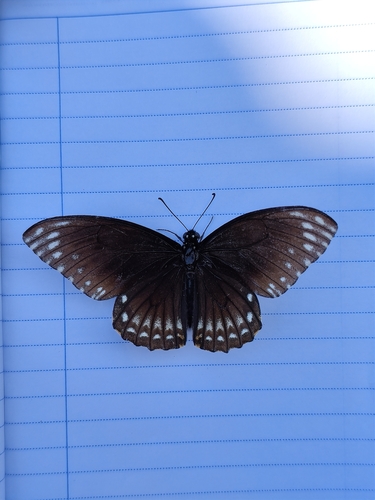 Common Mime Swallowtail