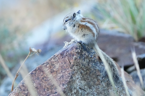 Neotamias alpinus observed by andredepo