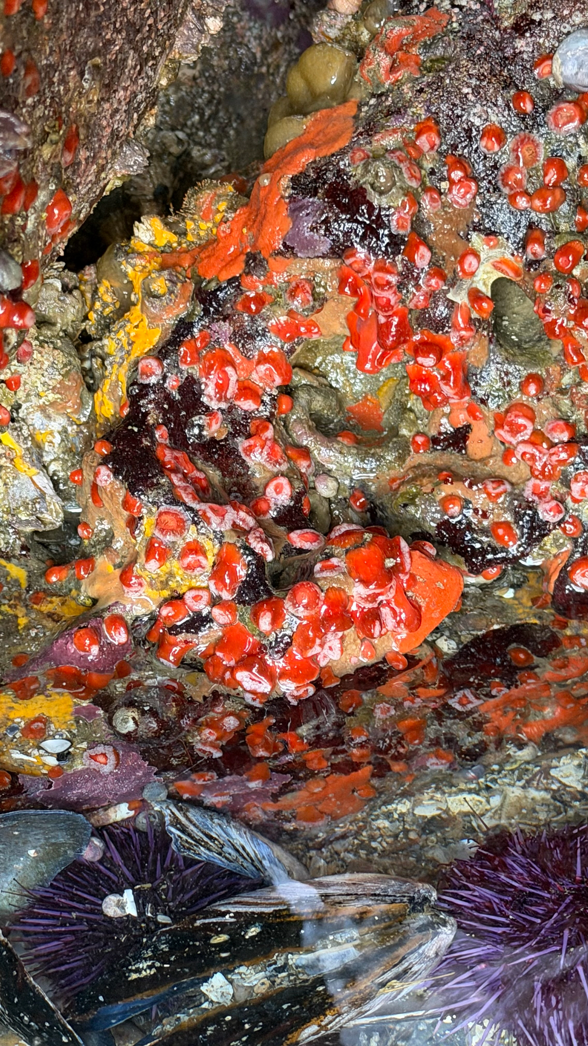 Corynactis californica Carlgren, 1936