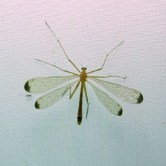 Hylobittacus apicalis