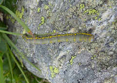 Lycia alpina