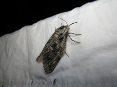 Prionoxystus robiniae