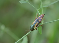 Buprestis rufipes