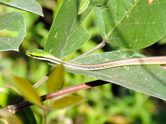 Leptophis diplotropis