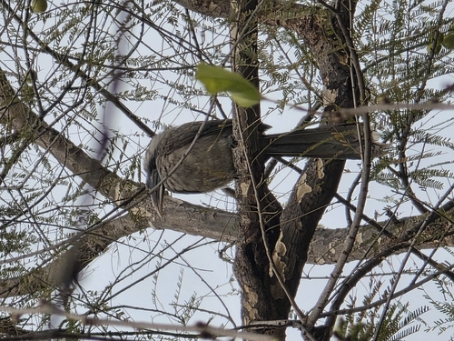 Indian Grey Hornbill