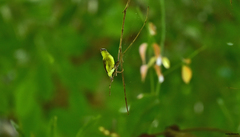 Ornithion semiflavum