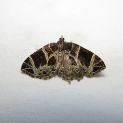 Gandaritis atricolorata