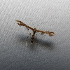 Geina periscelidactylus