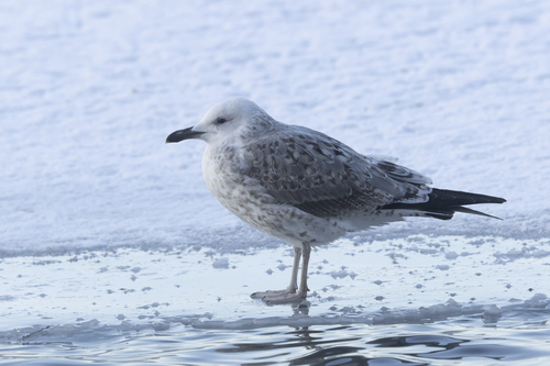 Caspian Gull｜里海鸥 参考照片