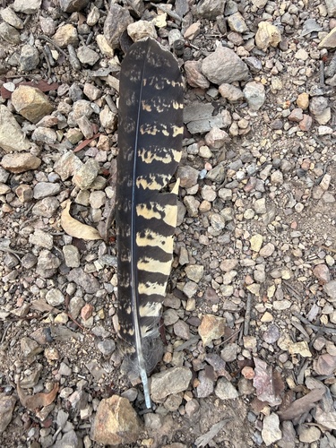 White-throated Nightjar (Eurostopodus mystacalis)