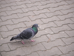 Columba livia domestica