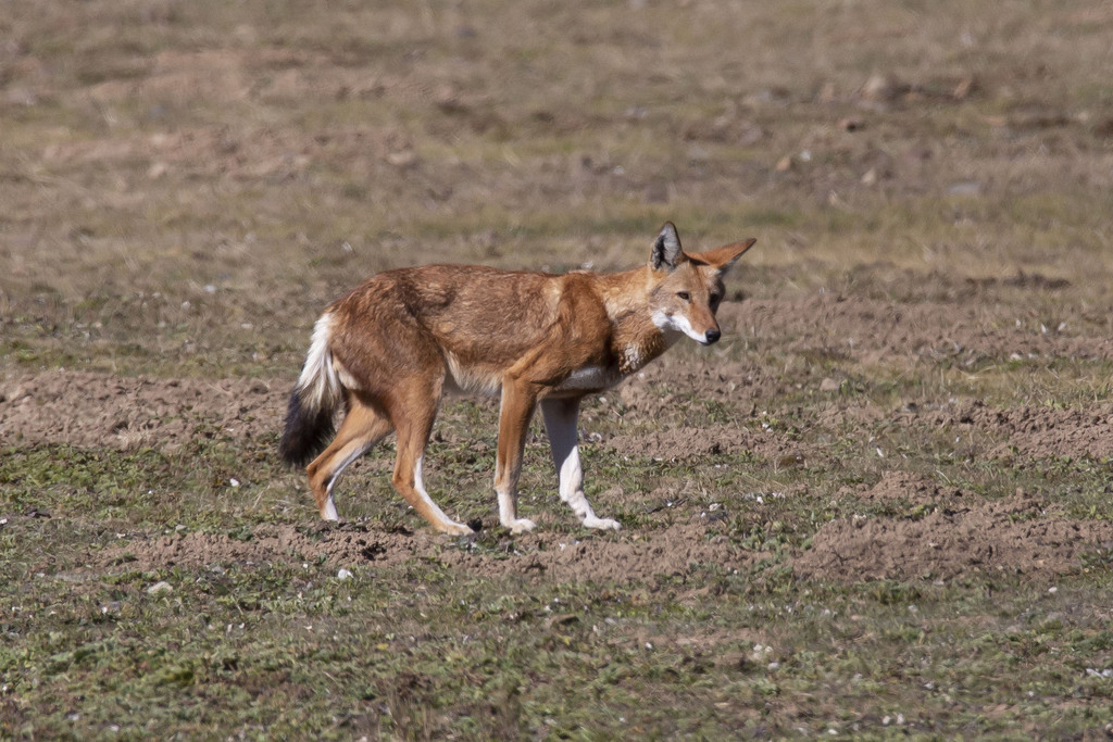 Canis simensis, Bale, Oromia, Ethiopia, by alex_willow