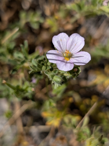 cinquefoil geranium (Geranium potentilloides)