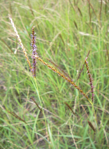 Water Grass (Eulalia aurea)