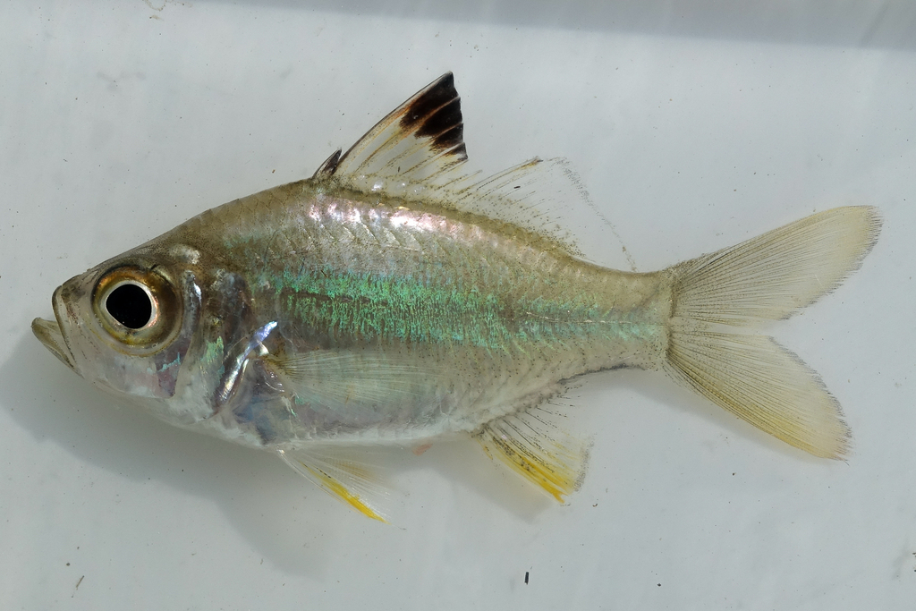 Singapore Glassy Perchlet