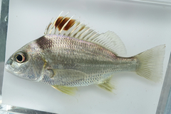 Red-Patched Grunter photo 1