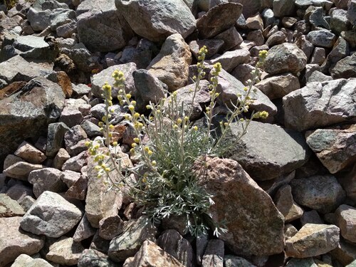 Artemisia umbelliformis, photograph 3