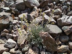 Artemisia umbelliformis, photograph (c) fmunoz, some rights reserved (CC BY)