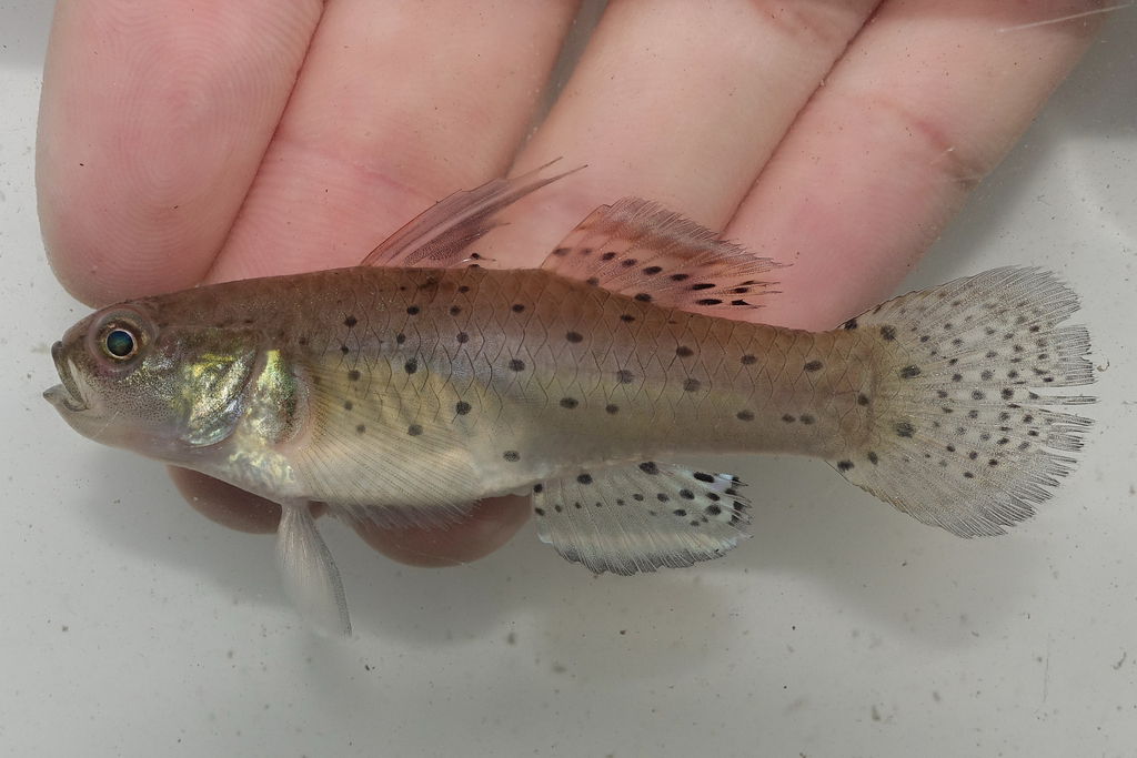 Spotted Goby