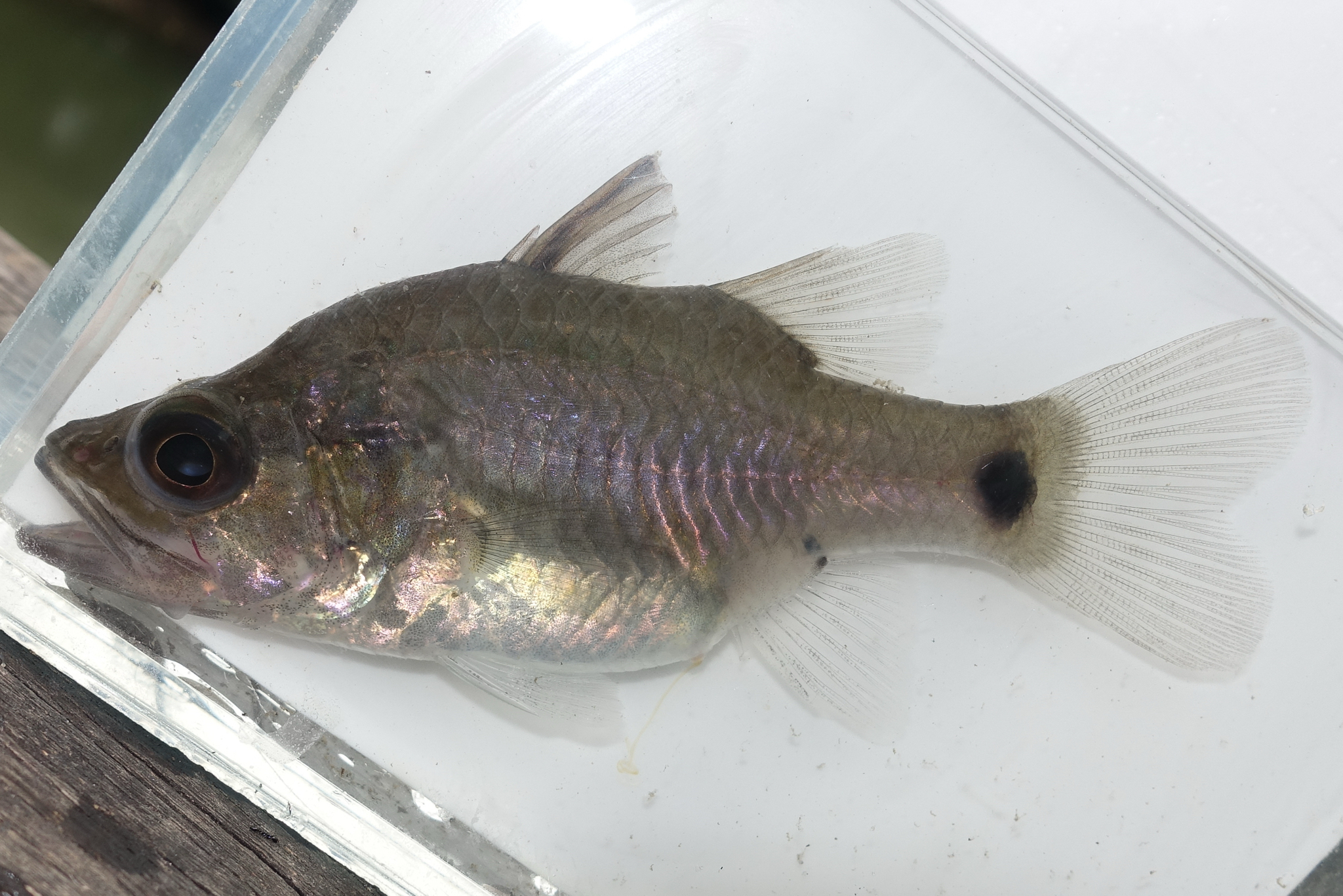 Hump-Backed Cardinalfish photo 7