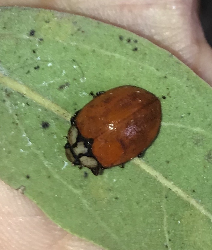 Strongylosomus frenatus