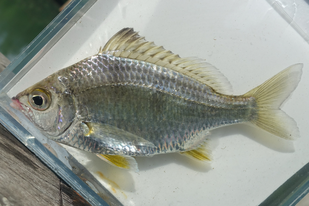 Saddleback Mojarra