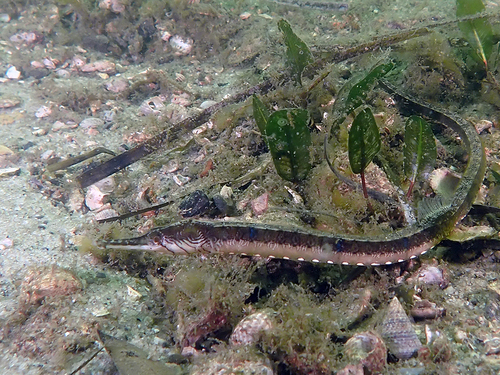 Tiger pipefish (Filicampus tigris) — Syngnathidae — 5