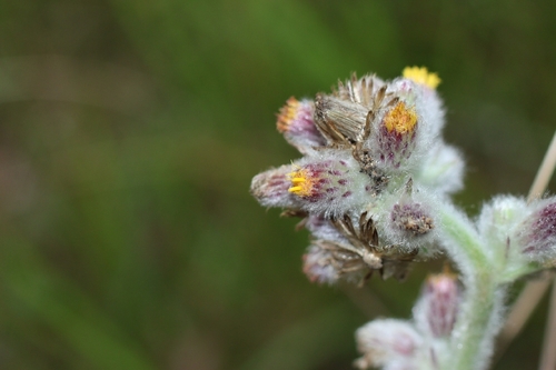 Blumea hieraciifolia iNat (2)