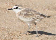 Charadrius marginatus arenaceus