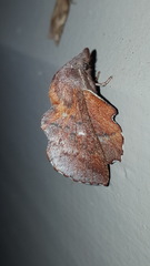 Phyllodesma occidentis