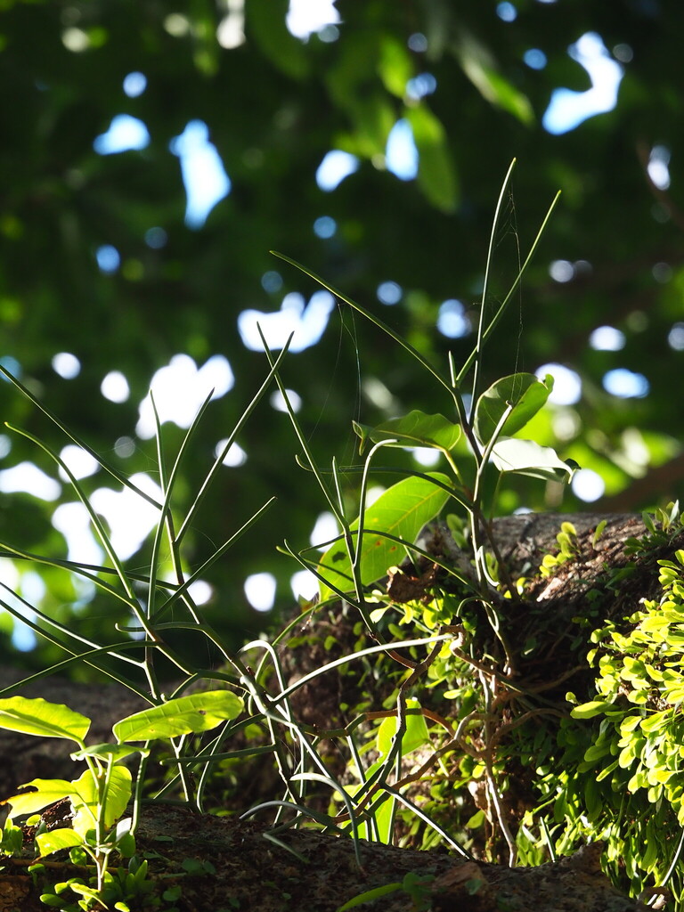 Luisia cordata