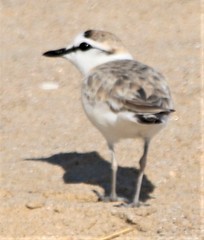 Charadrius marginatus arenaceus