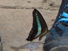Graphium teredon