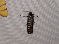 Cydosia curvinella