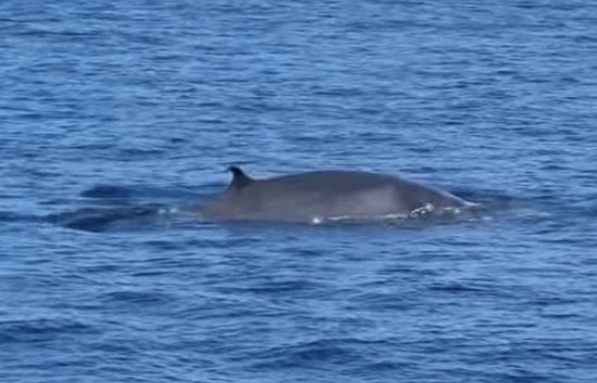 Balaenoptera omurai